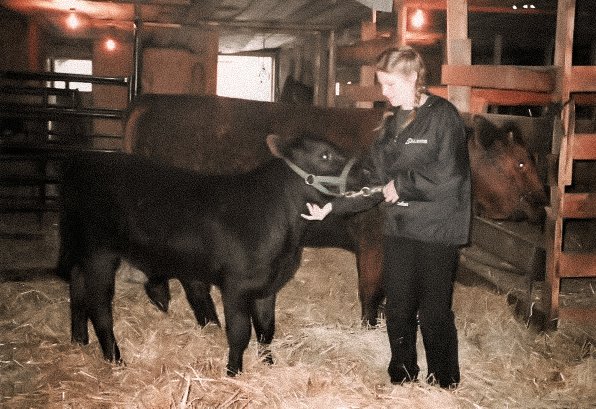 Bonnie with cattle in the barn