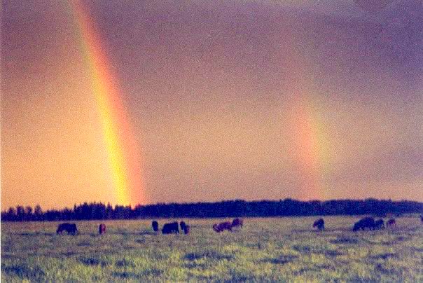 A double rainbow over cattle in a pasture